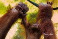 /album/zoo/img-2374-masolata-jpg/